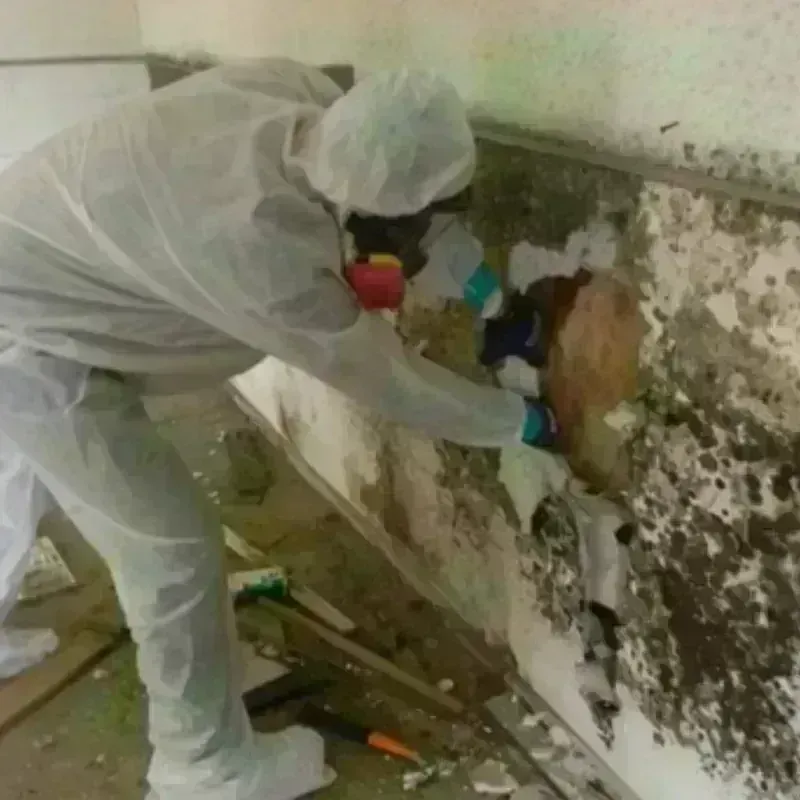 Mold Remediation and Removal in Highland Park, TX